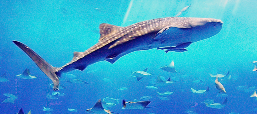 美ら海水族館周辺のグルメ