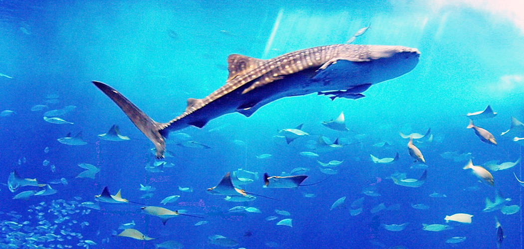 Churaumi Aquarium