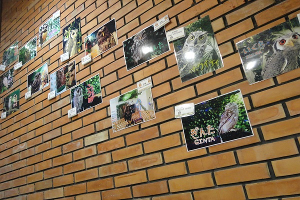 ふくろうの写真