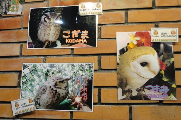 ふくろうの写真