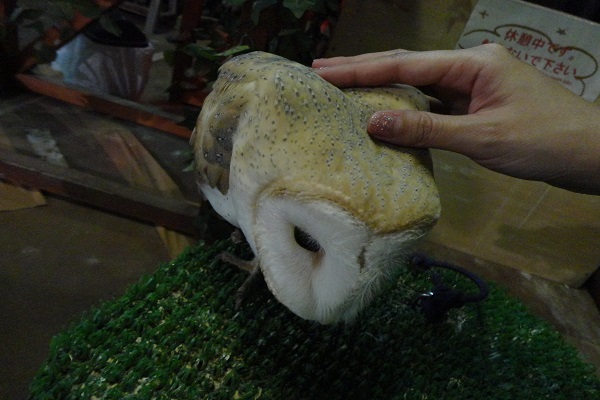 ふくろう