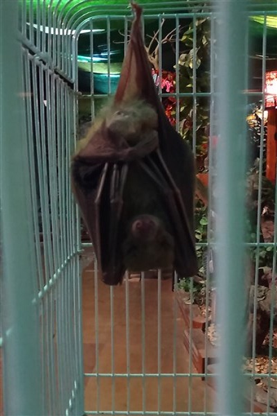 コウモリ