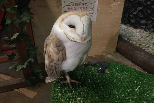 ふくろう