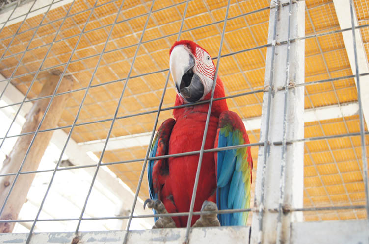 インコ