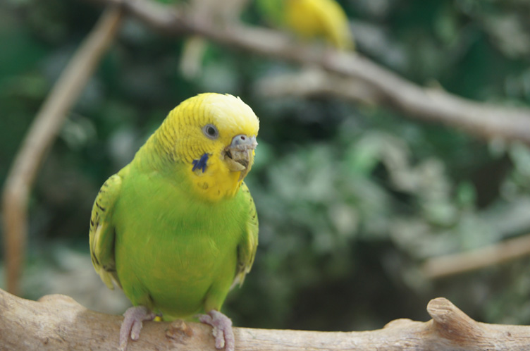 鳥