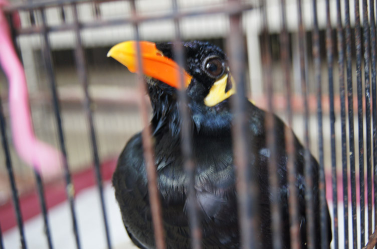 鳥