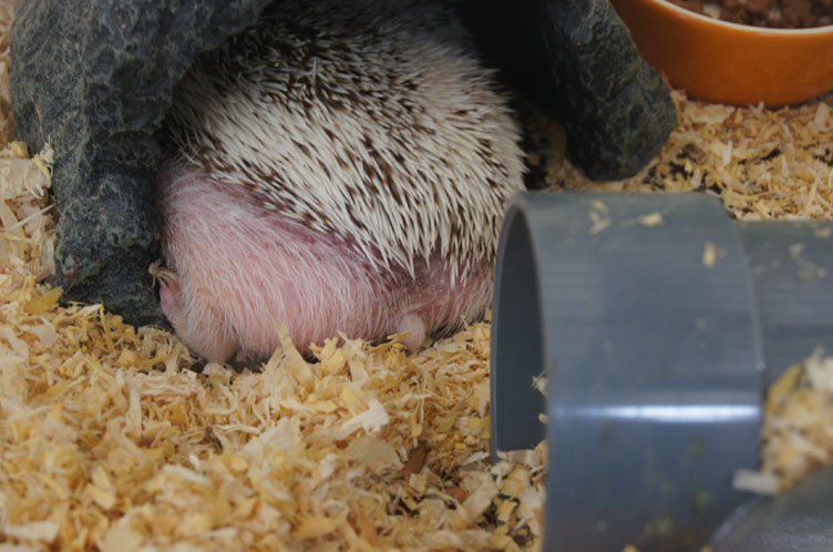 ヘッジホッグ