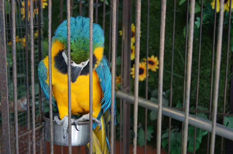 インコ